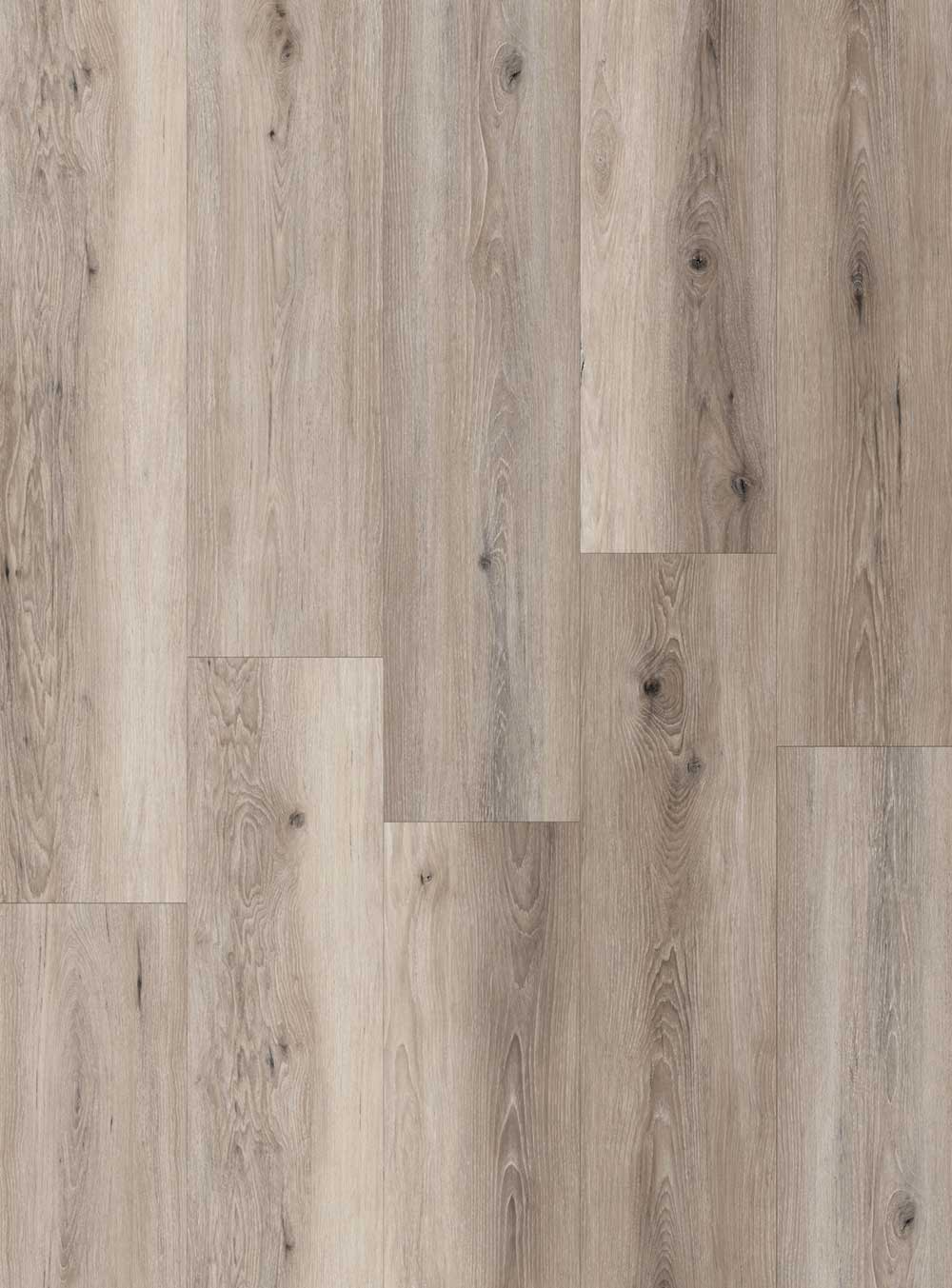 beachwood-conch-shell-cut-portfolio